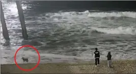  ?? IMAGE FROM SURFLINE VIDEO ?? Authoritie­s say a coyote (circled) was on the sand north of the pier in Huntington Beach on Thursday night, where a toddler was seriously injured in an attack.