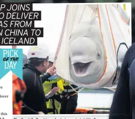  ??  ?? The Sea Life Trust transfer beluga whale Little Grey