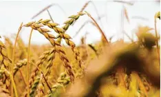  ??  ?? Für zarte Rottöne in der Landschaft sorgen kurz vor der Ernte die Felder, auf denen der Dinkel reift.