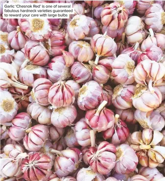  ??  ?? Garlic ‘Chesnok Red’ is one of several fabulous hardneck varieties guaranteed to reward your care with large bulbs