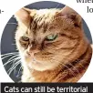  ?? ?? Cats can still be territoria­l even after being neutered