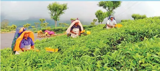  ??  ?? Rural women farm entreprene­urs at work in a tea garden in the Nilgiris.