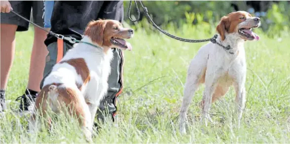  ?? Foto: CIB ?? Perros en una prueba de trabajo.