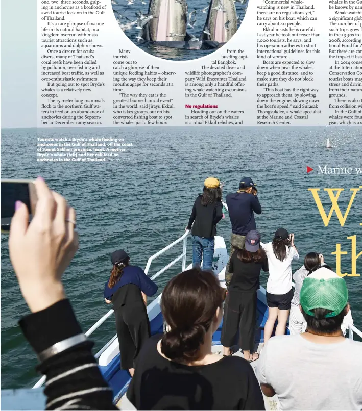  ?? Photos: CFP ?? Tourists watch a Bryde’s whale feeding on anchovies in the Gulf of Thailand, off the coast of Samut Sakhon province. Inset: A mother Bryde’s whale (left) and her calf feed on anchovies in the Gulf of Thailand.