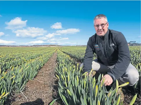  ??  ?? GOOD POTENTIAL: Mark Clark, managing director of Grampian Growers, in a field of budding daffodils, near Logie.