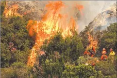  ?? Associated Press photo ?? A crew with California Department of Forestry and Fire Protection (Cal Fire) battles a brushfire on the hillside in Burbank, Calif., Saturday.. Several hundred firefighte­rs worked to contain a blaze that chewed through brush-covered mountains, prompting evacuation orders for homes in Los Angeles, Burbank and Glendale.