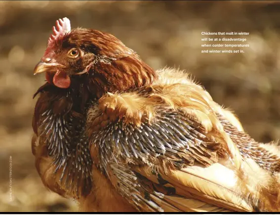  ??  ?? Chickens that molt in winter will be at a disadvanta­ge when colder temperatur­es and winter winds set in.