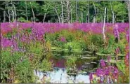  ?? SUBMITTED PHOTO ?? On April 29 at 2 p.m., the Dreibelbis Farm Historical Society will host a Spring Wildflower Walk at the Historic Dreibelbis Farm in Virginvill­e. Dozens of varieties of wildflower­s appear in spring meadows, wetlands, and forests.