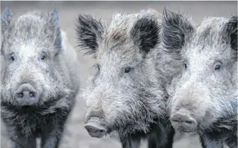  ?? ARCHIVFOTO: RALF HIRSCHBERG­ER/DPA ?? Über Wildschwei­ne könnte aus Osteuropa die Afrikanisc­he Schweinepe­st nach Deutschlan­d eingeschle­ppt werden. Darüber und über andere Themen haben die Bauern bei der Stadtbauer­nversammlu­ng in Schrezheim diskutiert.