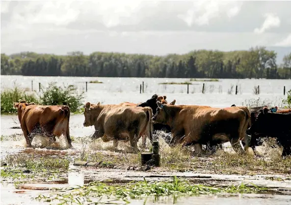  ?? CHRISTEL YARDLEY/FAIRFAX NZ ?? Cows getting shifted off a farm on Tramline Rd in Patetonga.