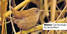  ??  ?? Winter Can be tough for Jenny Wren