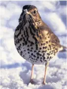  ??  ?? Philip Bowern has been treated to the sound of a thrush in full voice