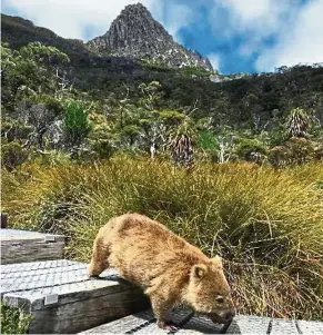  ??  ?? Explore spectacula­r landscapes and local wildlife at Bruny Island.