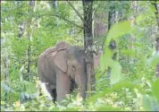  ?? HT ?? The elephant that died in Palamu Tigert Reserve after it stepped on a landmine laid by Maoists.