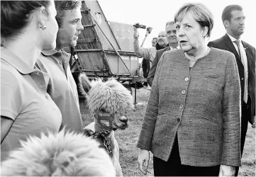  ??  ?? Merkel (right) poses next to an alpaca during an election campaign event in Tellow near Teterow, eastern Germany. — AFP photo