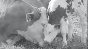  ?? Submitted Photo ?? Newborn baby calf snuggles with momma.