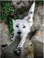  ??  ?? A fox cub reacts to a photograph­er at Belyayev fox facility.