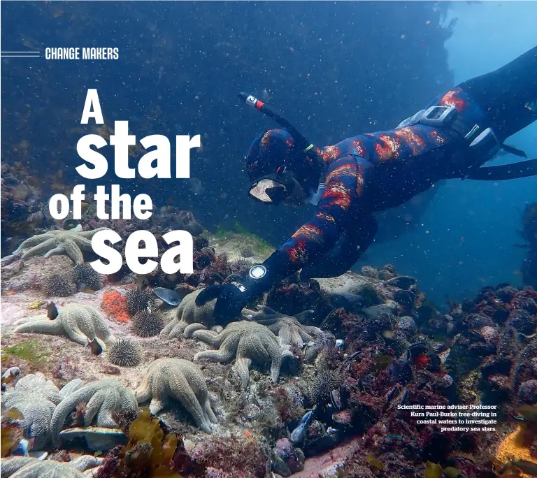  ?? ?? Scientific marine adviser Professor Kura Paul-Burke free-diving in coastal waters to investigat­e predatory sea stars.