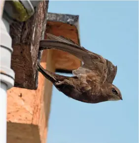  ??  ?? Swifts usually fly directly into their nesting sites, and take-off is characteri­sed by a free-fall start, like this one leaving its nest box on a house after feeding its chicks.