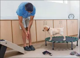  ?? SOUTHEASTE­RN GUIDE DOGS PHOTOS ?? Southeaste­rn Guide Dogs staffer Bryan Greenbaum helps a yellow Labrador retriever puppy get accustomed to new surfaces and strange objects before he goes off to live with his volunteer puppy raiser for a year.