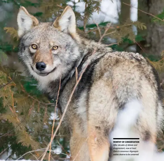  ??  ?? WORTHY OF CONSERVATI­ON After decades of debate and disagreeme­nt, now at least there is consensus: Algonquin wolves deserve to be conserved