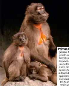  ??  ?? Primos lejanos. Los geladas, Theropithe­cus gelada, unos primates terrestres –izquierda–, aún viven en las praderas de Etiopía, al igual que lo hicieron sus ancestros hace unos tres millones de años. Estos compartier­on hábitat y quizá compitiero­n con los Australopi­thecus afarensis –derecha–.