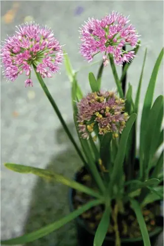  ?? Photos: Mike Wells ?? SUMMER BULBS: Allium ‘Millenium’ is a great summer-flowering bulb for full-sun spots in your garden.