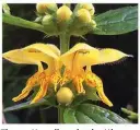  ??  ?? The pretty yellow deadnettle makes a good groundcove­r plant