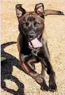  ??  ?? Harper is a highenergy dog who is always on the go. She is about a year old. She would enjoy a large yard. Harper likes to go for long walks and to be the center of attention. She is available at the Edmond Animal Welfare Shelter 2424, Old Timbers...