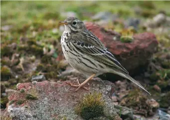  ?? ?? TWO: Meadow Pipit (Seaforth, Lancashire, 16 February 2004). This Meadow Pipit is showing its long hind claws to perfection. This is sufficient to eliminate any thoughts of Tree Pipit, but there are plenty of other clues here too – note the relatively slim-billed, smallheade­d and slim-bodied look, plain face, with a prominent eyering, and short, fine streaking on the breast and flanks.