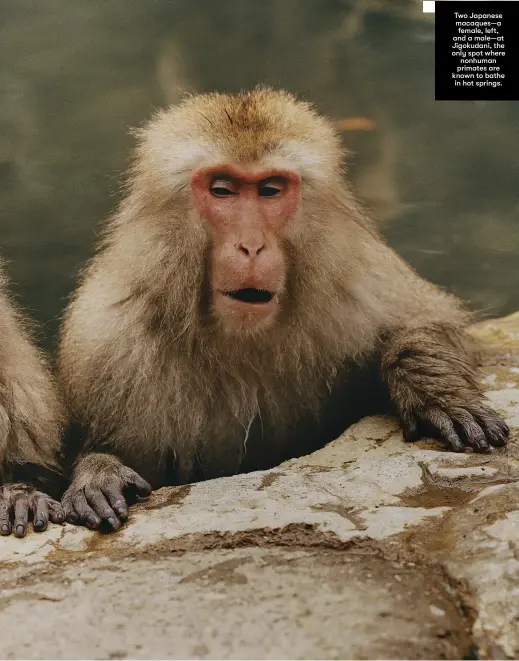  ??  ?? Two Japanese macaques—a female, left, and a male—at Jigokudani, the only spot where nonhuman primates are known to bathe in hot springs.