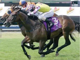  ?? Photo: Trish Dunell ?? Surely Sacred aiming for an Ellerslie Classic three-peat in the Derby tomorrow.