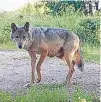  ?? FOTO: UMWELTMINI­STERIUM ?? Das Foto der Thüringer Wölfin wurde kürzlich von einer Wildtierka­mera aufgenomme­n.