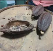  ??  ?? This file photo shows a cacao pods displayed at Raaka Chocolate in the Red Hook section of Brooklyn, N.Y., one of a number of stops on A Slice of Brooklyn chocolate tour.