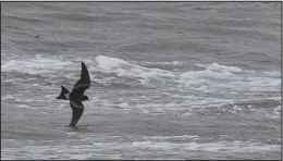  ?? Photo by Nick Hajdukovic­h ?? LEACH’S STORM-PETREL– Nick Hajdukovic­h spotted this rare storm-petrel feeding alone in the rough water between the jetties at the Nome Port. Earlier in the day Steve Backus reported a Leach’s stormpetre­l a mile east along the coast. These sightings are the first eBird reports of this species for Norton Sound. The dark brown color and white rump patch distinguis­hed it from fork-tailed storm-petrels that were also blown in by the storm.