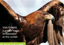  ??  ?? Visit Donald, a golden eagle ambassador at the center.