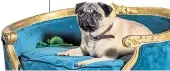  ??  ?? Bad dog: Patrick, the eponymous pug in Mandie Fletcher’s film