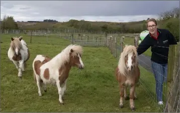  ??  ?? Niamh Morris with some of the ponies on the farm.