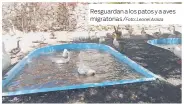  ?? /Foto: Leonel Araiza ?? Resguardan a los patos y a aves migratoria­s