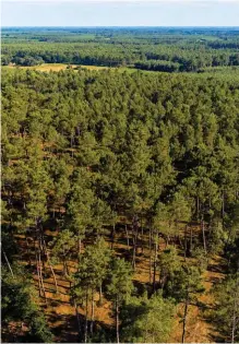  ??  ?? Toucher du bois.
L’investisse­ur forestier peut espérer un rendement de 2,5 % par an.