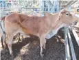  ??  ?? SOLD: This export slaughter bull fetched a price of 210¢/kg.