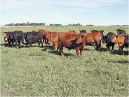  ??  ?? También ganadero. Ghio tiene un campo mixto en el oeste bonaerense.