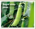  ?? ?? Sugar snap peas