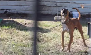  ?? John Davenport / San Antonio Express-News ?? Animal Care Services officers investigat­e a neglect case Jan. 11, 2017, of an underweigh­t dog being tied up.