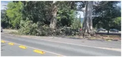  ?? ?? Salisbury Rd in Richmond was closed for a time on Monday afternoon, after a branch from a tree at Waimea College’s southern entrance fell.