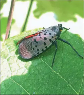  ?? PHOTO BY THE UNIVERSITY OF DELAWARE ?? An adult spotted lanternfly lands on a leaf.