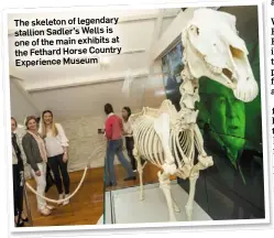  ??  ?? The skeleton of legendary stallion Sadler’s Wells is one of the main exhibits at the Fethard Horse Country Experience Museum