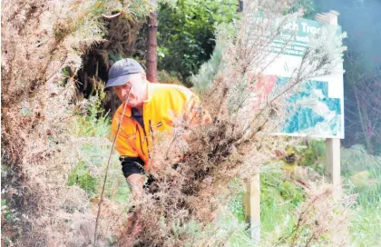  ?? ?? Forest Enterprise­s operations manager Chris Hawthorn clears some scrub near the sign of the Grey Bush Track walk. A view of Levin, Lake Horowhenua.