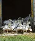  ??  ?? Die Nächte verbringen die Flugenten in ihrem Stall, die Tage auf der Wiese.