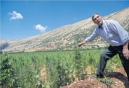  ??  ?? DOING NICELY: Mayez Shreif, 65, who has planted cannabis for decades checks a cannabis field in the village of Yammoune, 25km northwest of Baalbek in the Bekaa Valley, Lebanon.